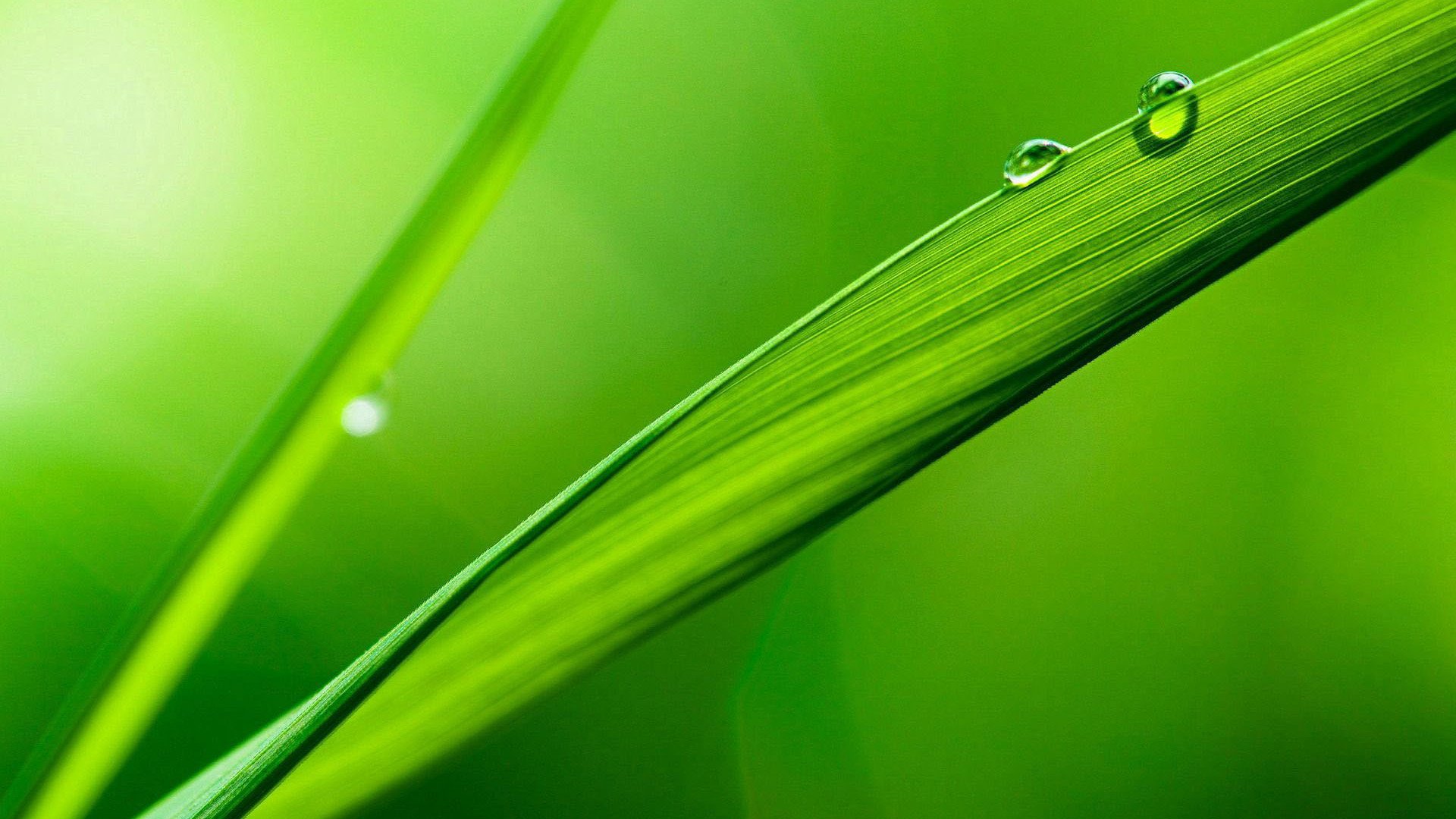 小清新,护眼壁纸,绿色,2月8日,儿童桌面专用