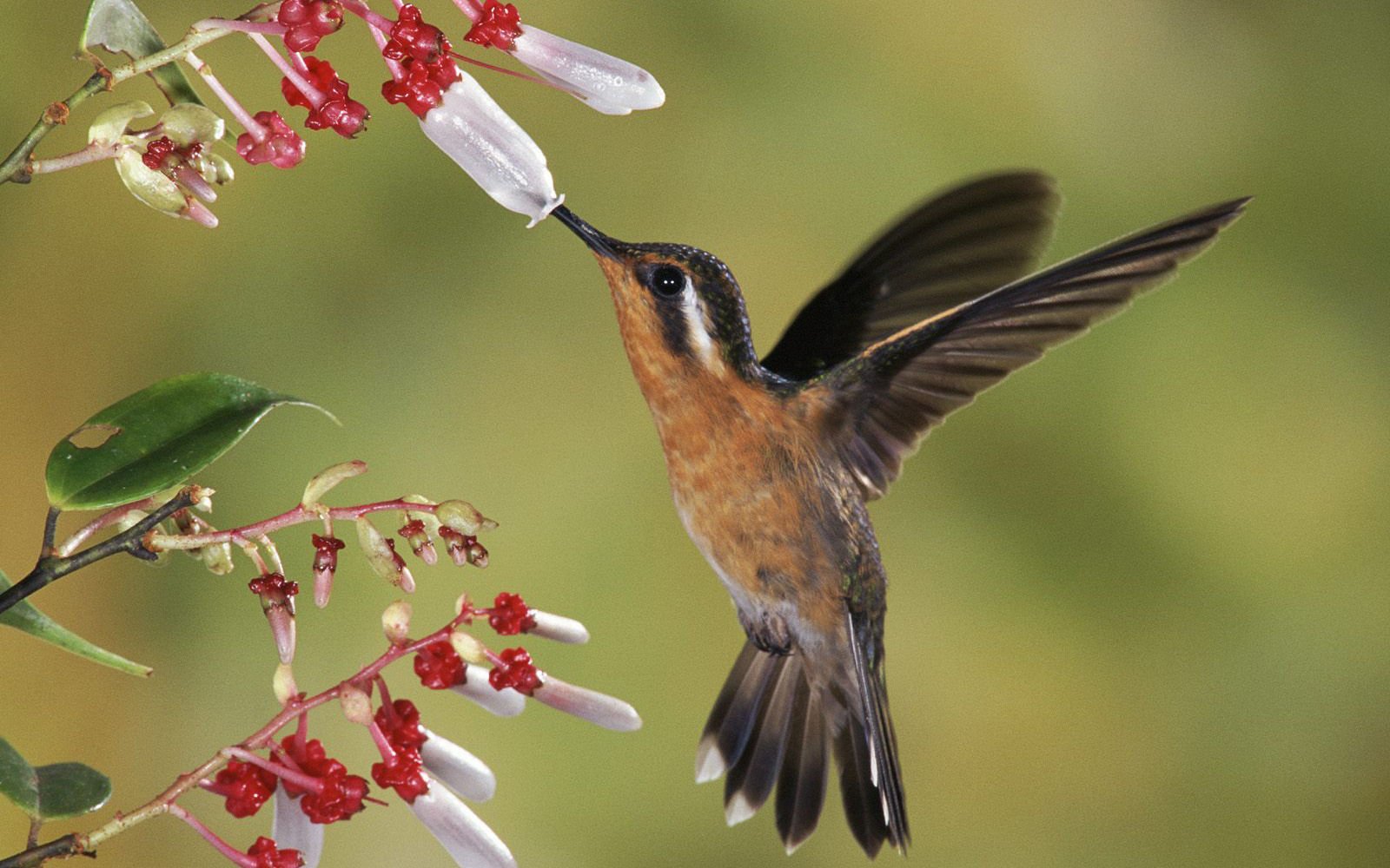 萌宠,小鸟天地,鸟,儿童桌面专用