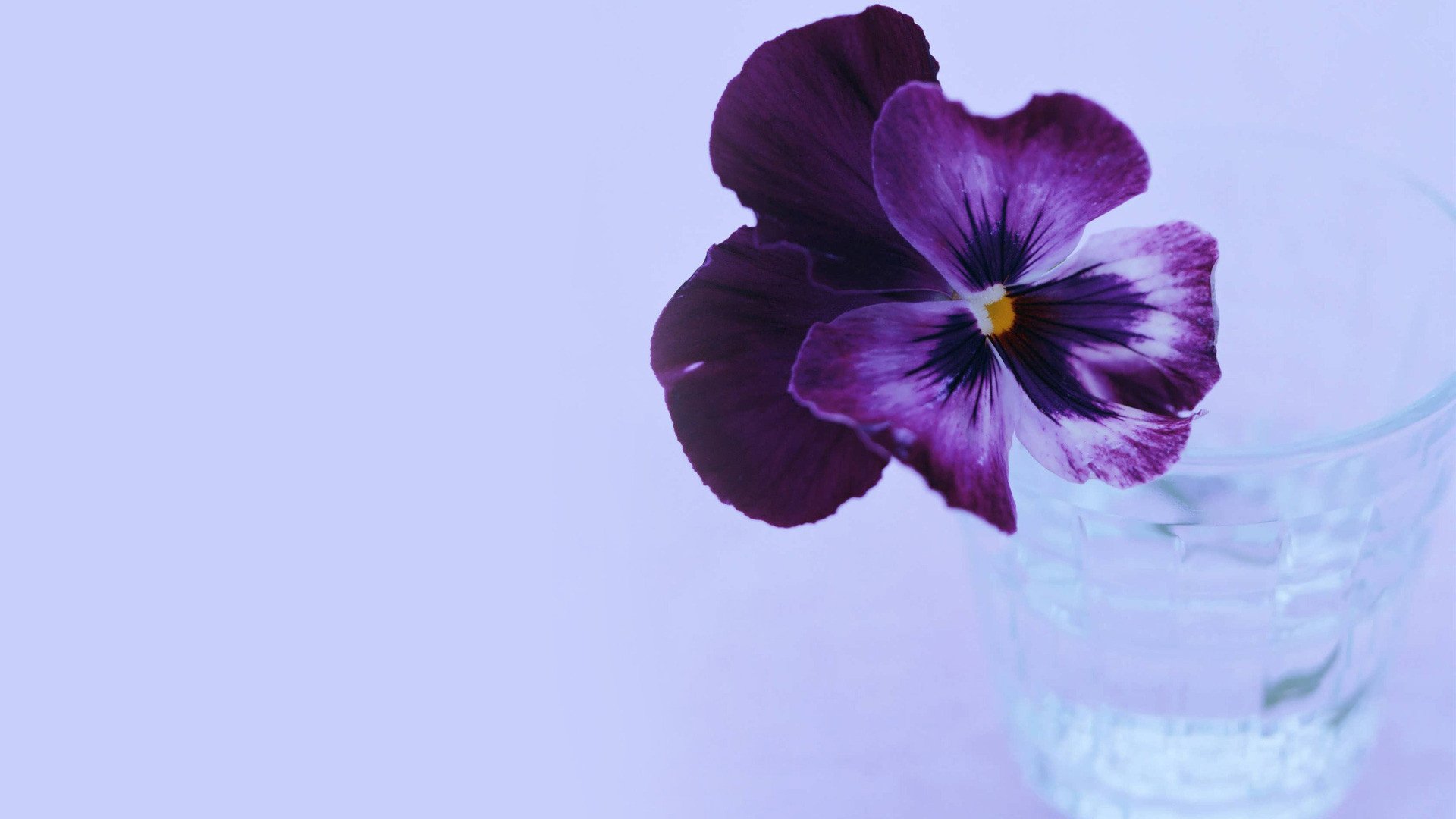 小清新,静物写真,花卉,2月22日,儿童桌面专用