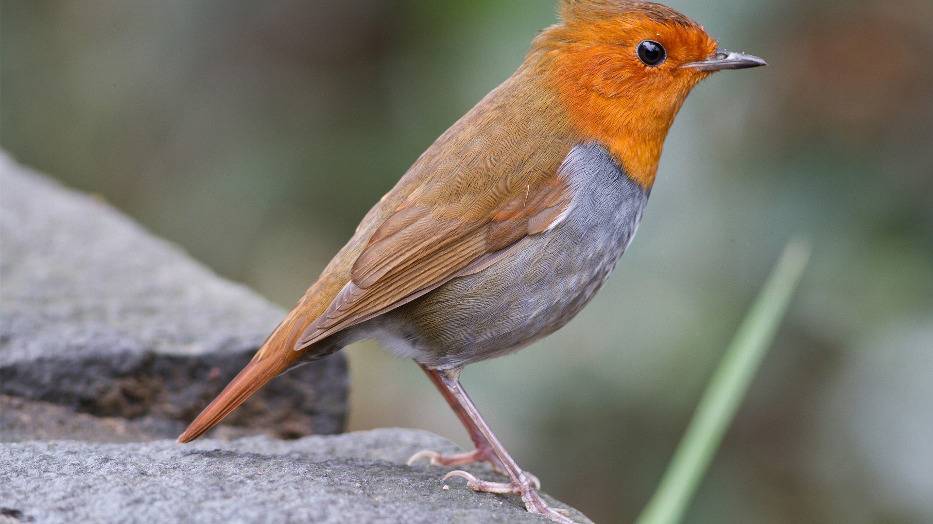 萌宠,小鸟天地,儿童桌面专用