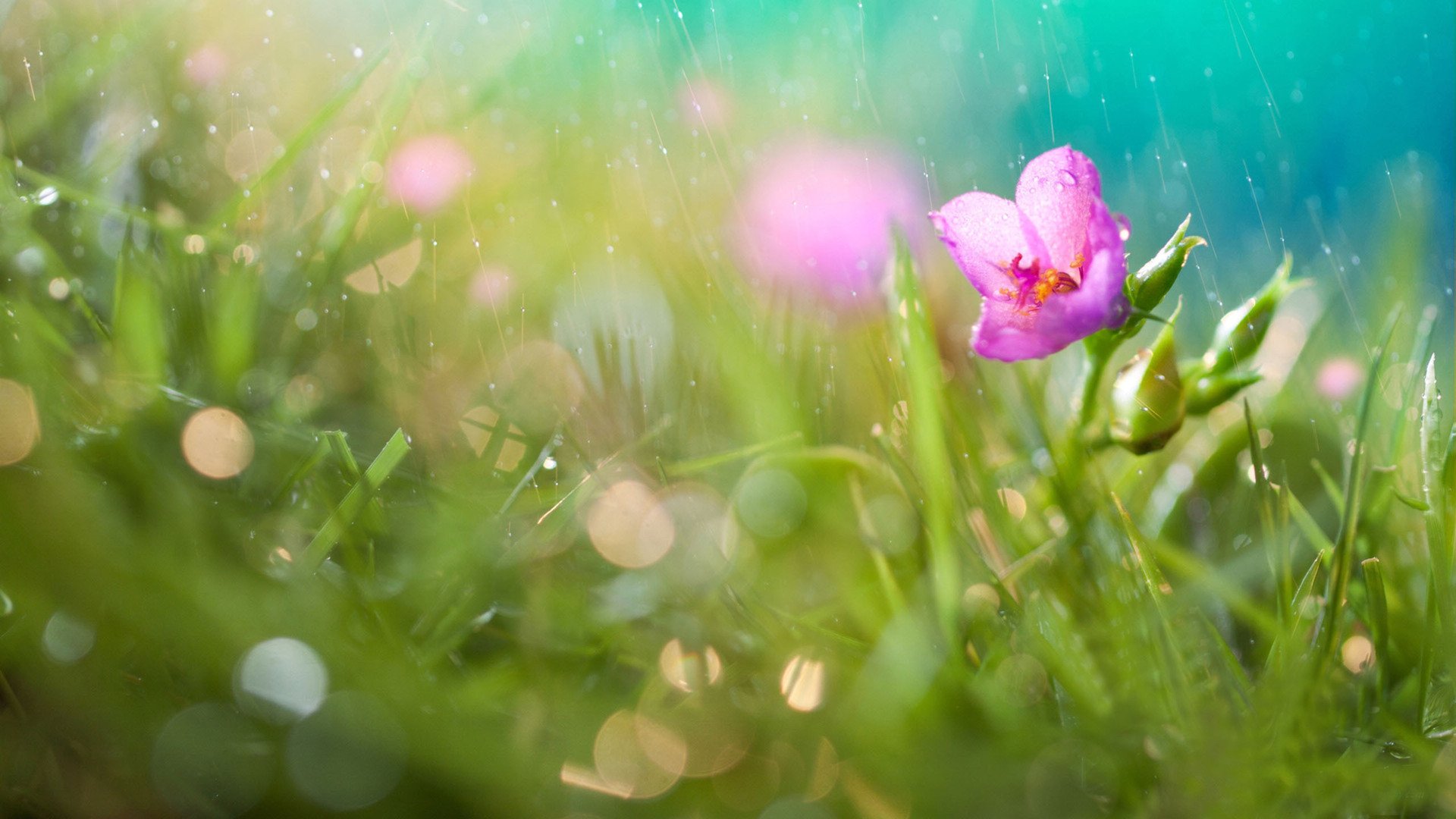 小清新,鸟语花香,花卉,2月7日,儿童桌面专用