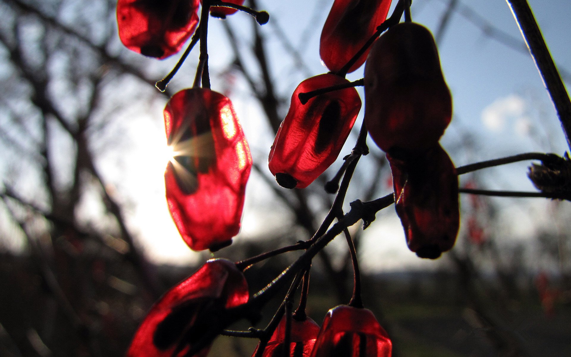 小清新,清新淡雅,2月20日,儿童桌面专用