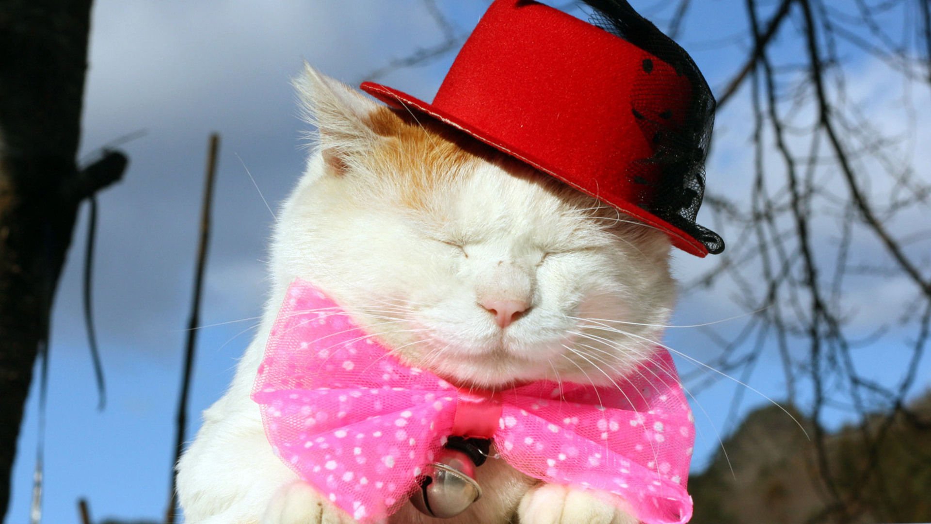 萌宠,喵星人,猫,古灵精怪,卖萌,搞笑图,憨态百出,儿童桌面专用