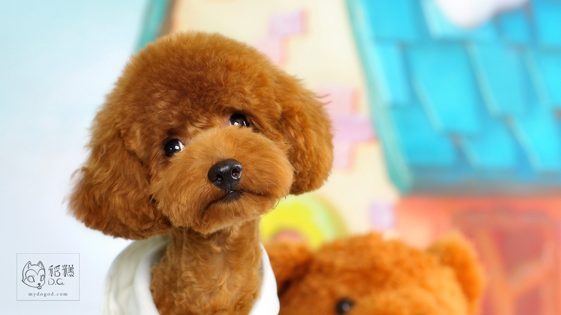 稻糕DG宠物影像,稻糕宠物,稻糕摄影,萌宠,汪星人,狗,卖萌,可爱,儿童桌面专用