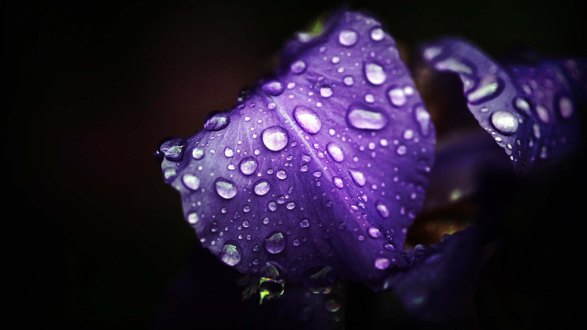 小清新,娇艳欲滴,花卉,2月5日,儿童桌面专用