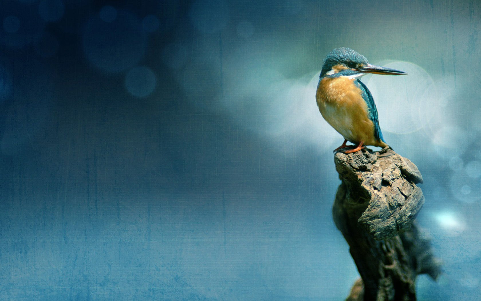 萌宠,野生动物,儿童桌面专用