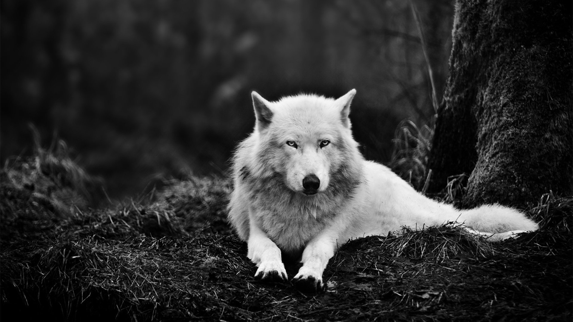 萌宠,野生动物,狼,儿童桌面专用