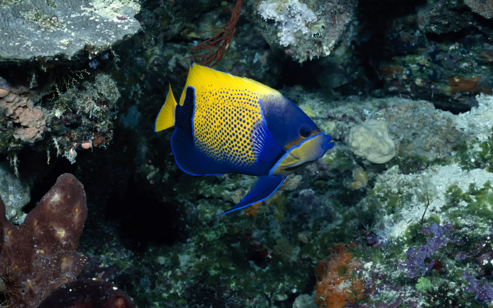 萌宠,海底世界,儿童桌面专用