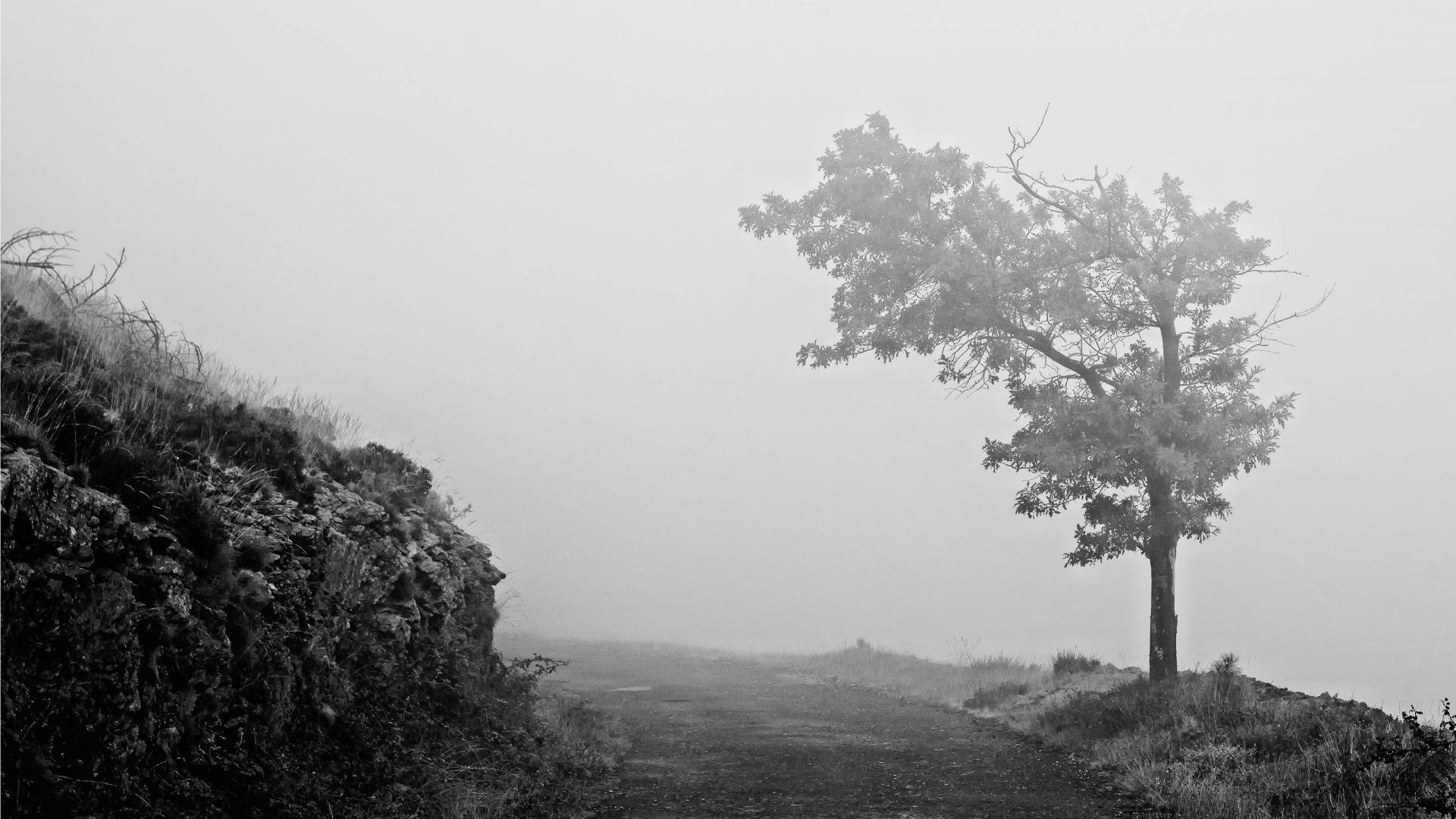 小清新,清新淡雅,树,2月5日