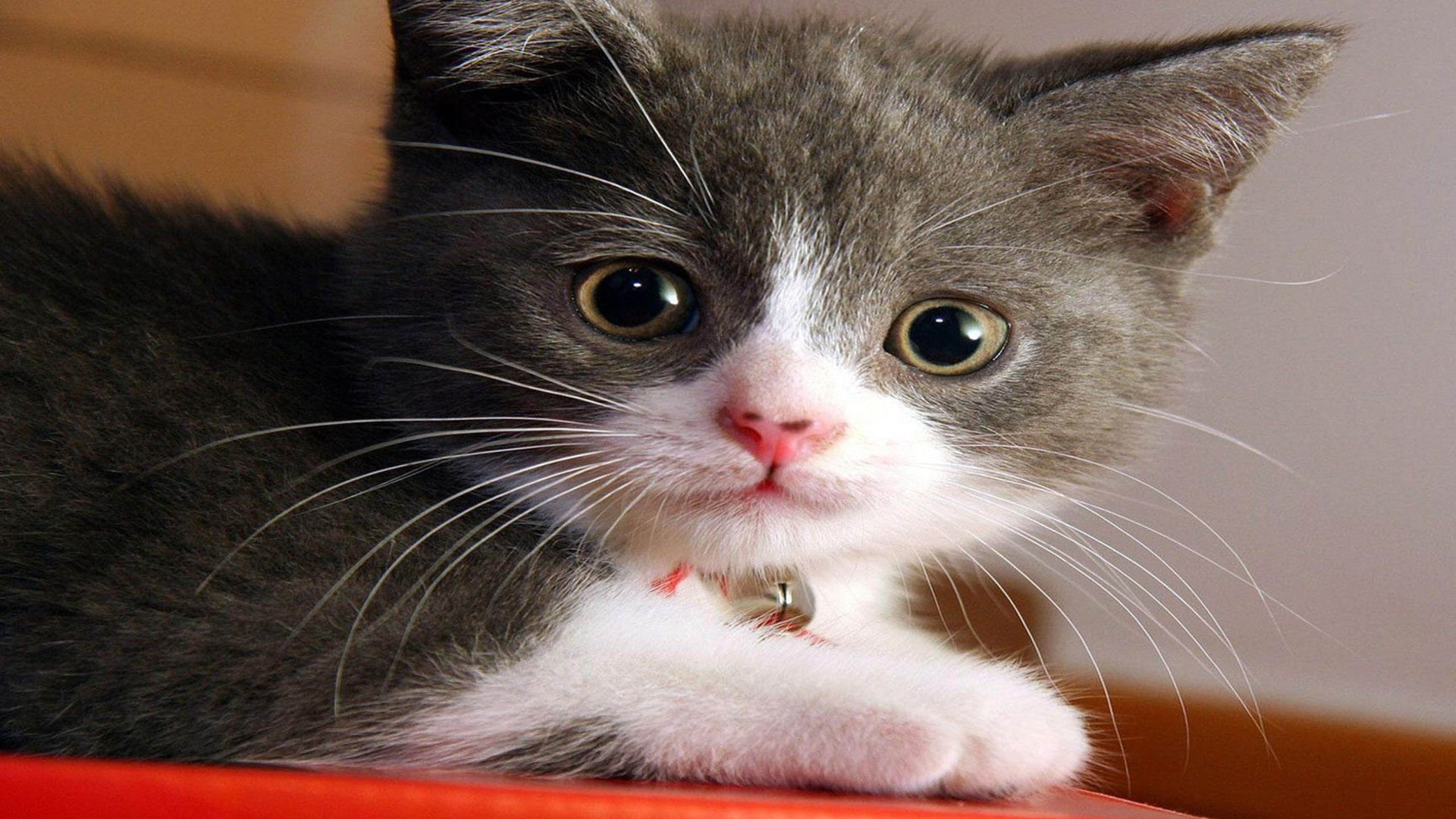 萌宠,喵星人,猫,卖萌,可爱,古灵精怪,儿童桌面专用