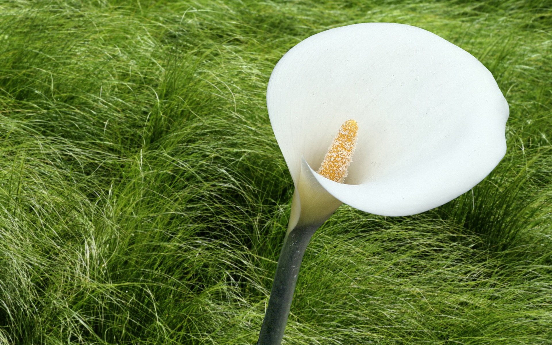 小清新,护眼壁纸,绿色,2月27日,儿童桌面专用