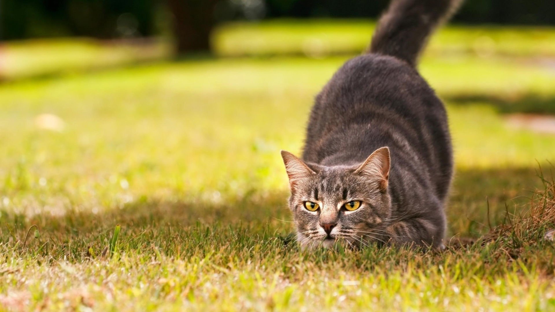 萌宠,喵星人,猫,儿童桌面专用