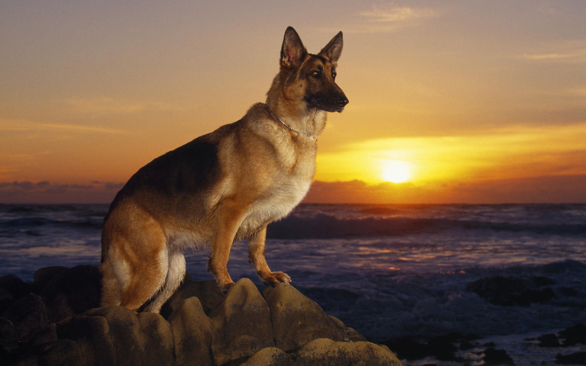 萌宠,汪星人,儿童桌面专用