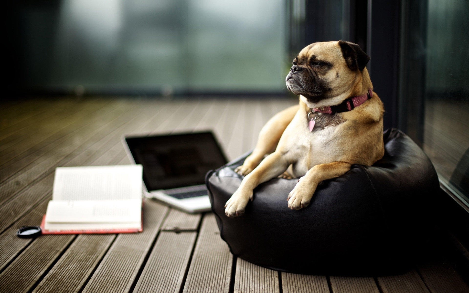 萌宠,汪星人,八哥,卖萌,搞笑图,可爱,古灵精怪,儿童桌面专用