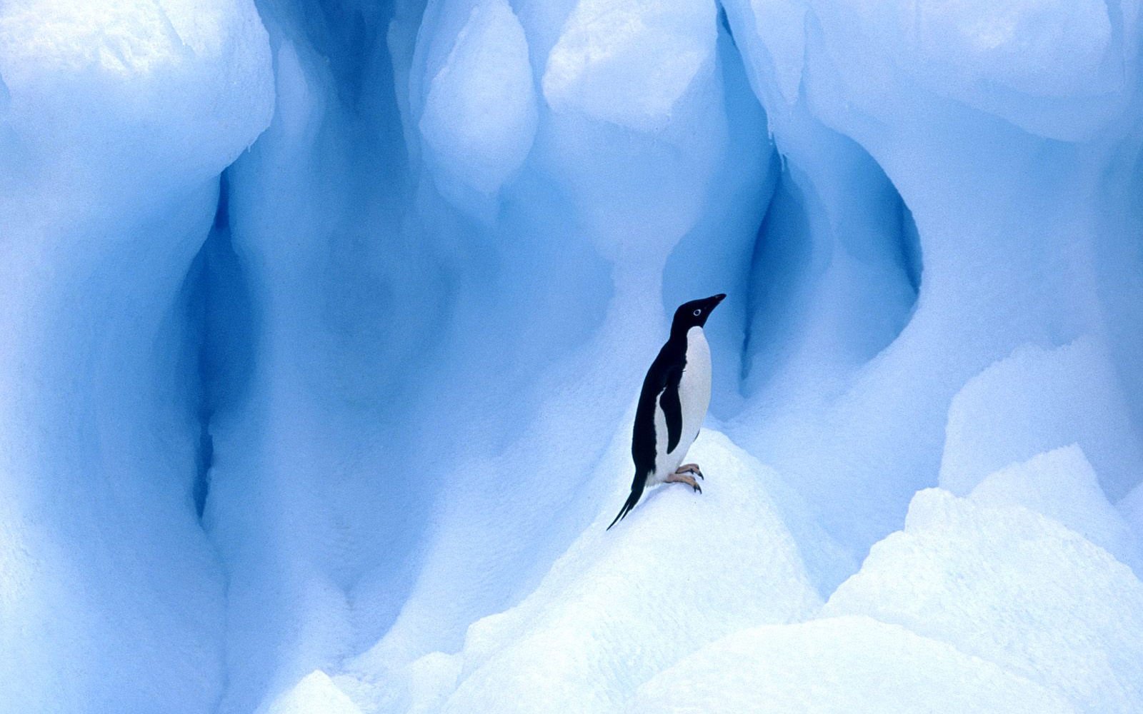 萌宠,极地物种,企鹅,儿童桌面专用