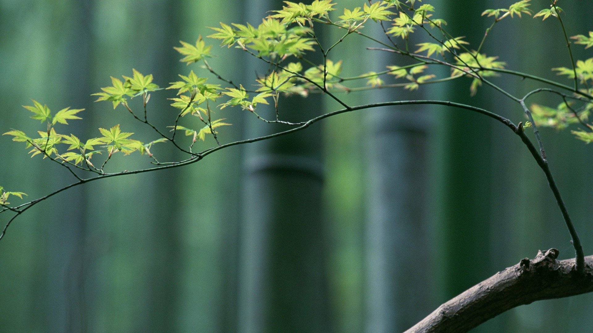 小清新,清新淡雅,树叶,2月11日,儿童桌面专用