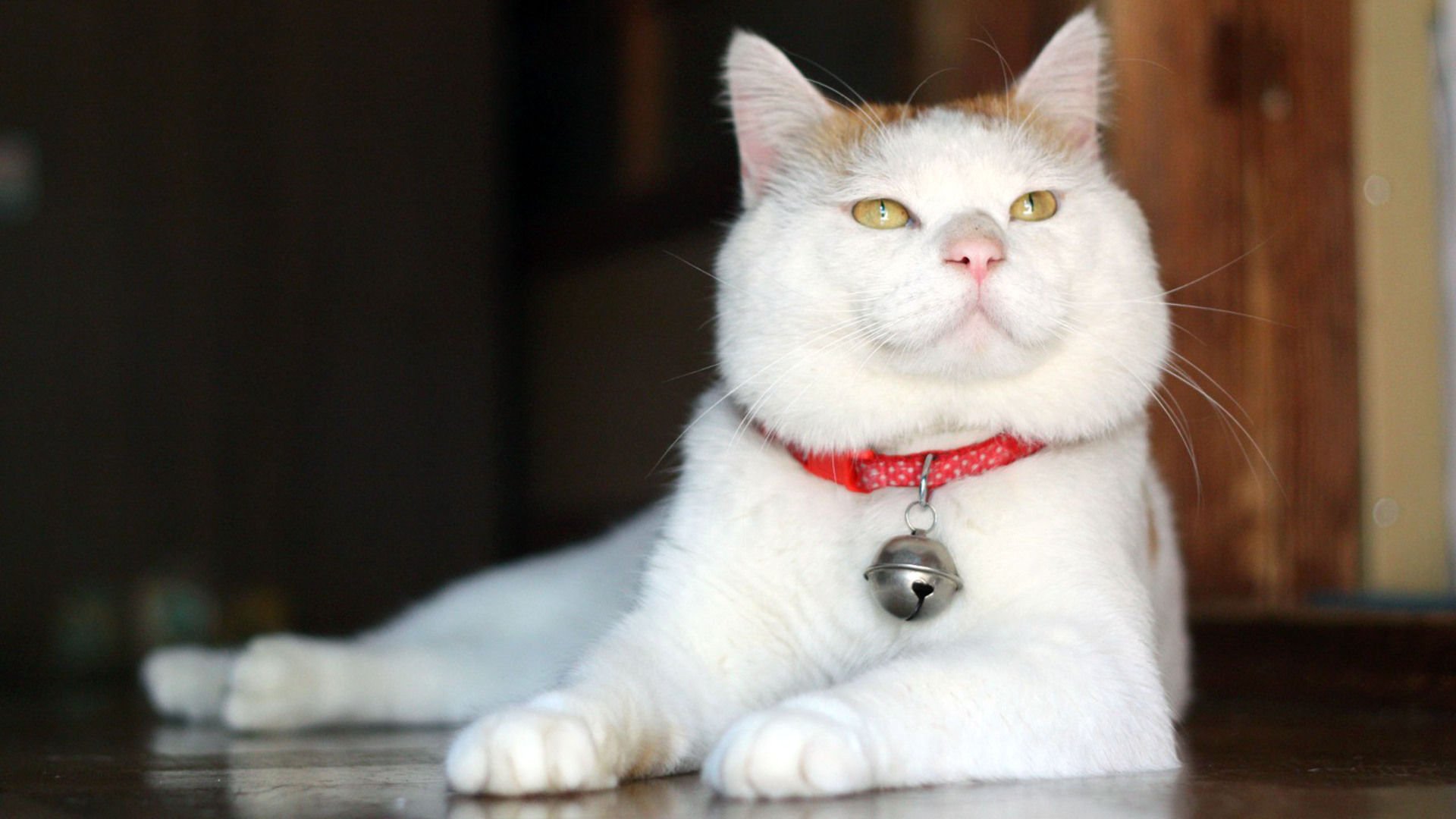 萌宠,喵星人,猫,卖萌,可爱,儿童桌面专用