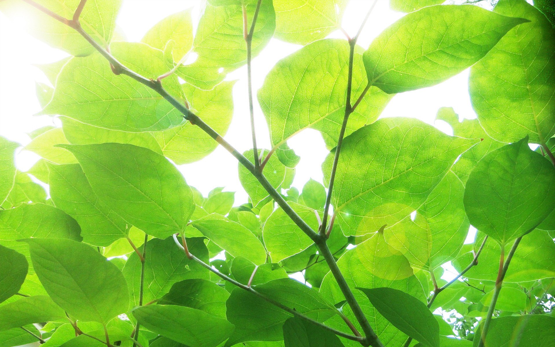 小清新,护眼壁纸,绿叶,2月18日,儿童桌面专用