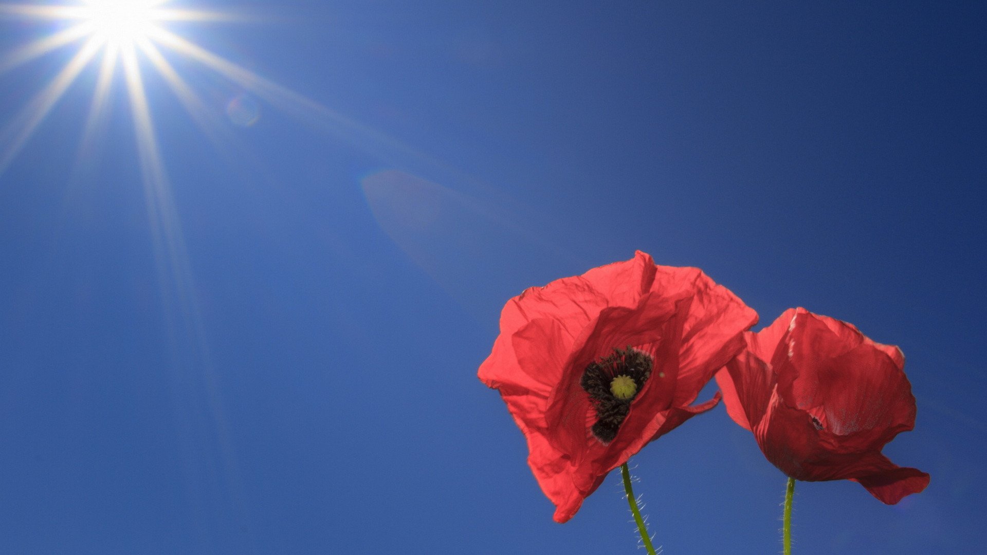 小清新,清新淡雅,花卉,2月12日,儿童桌面专用