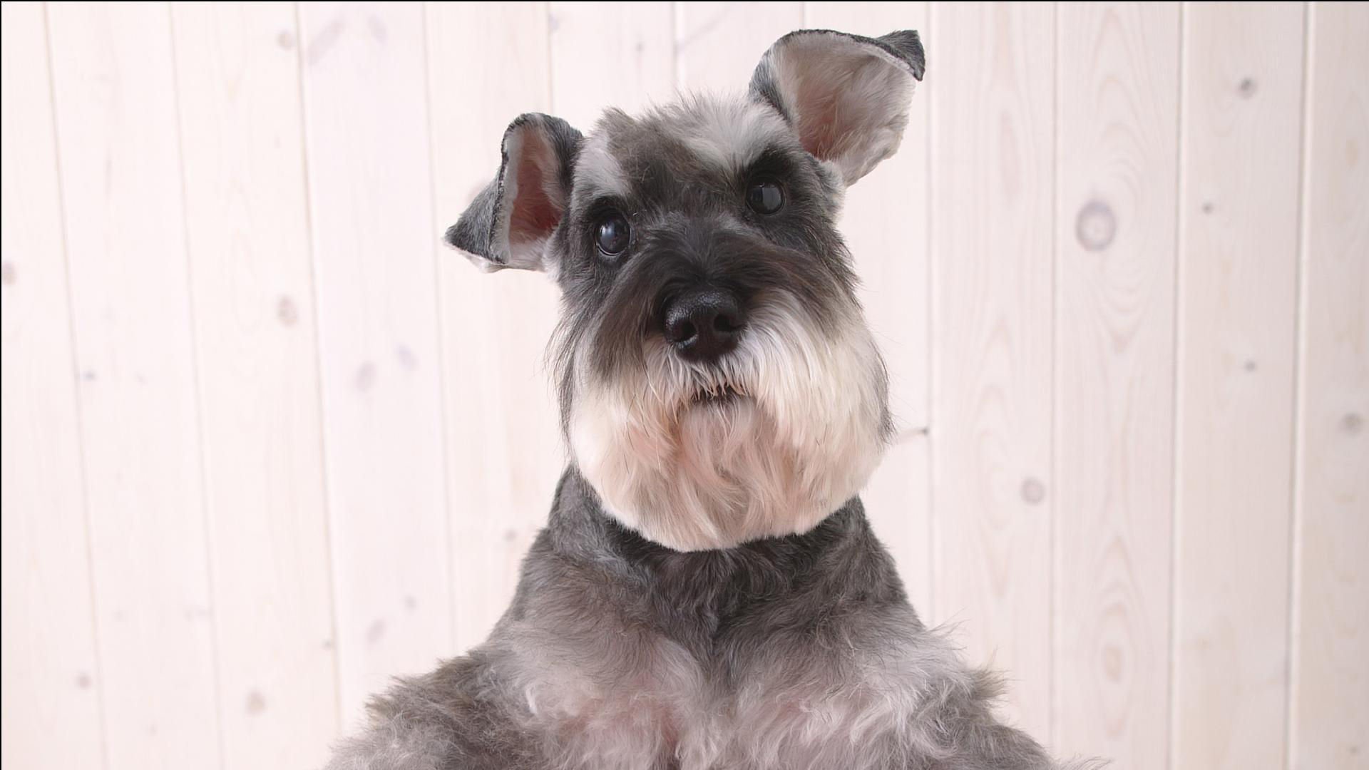 萌宠,汪星人,狗,卖萌,可爱,宠物,儿童桌面专用