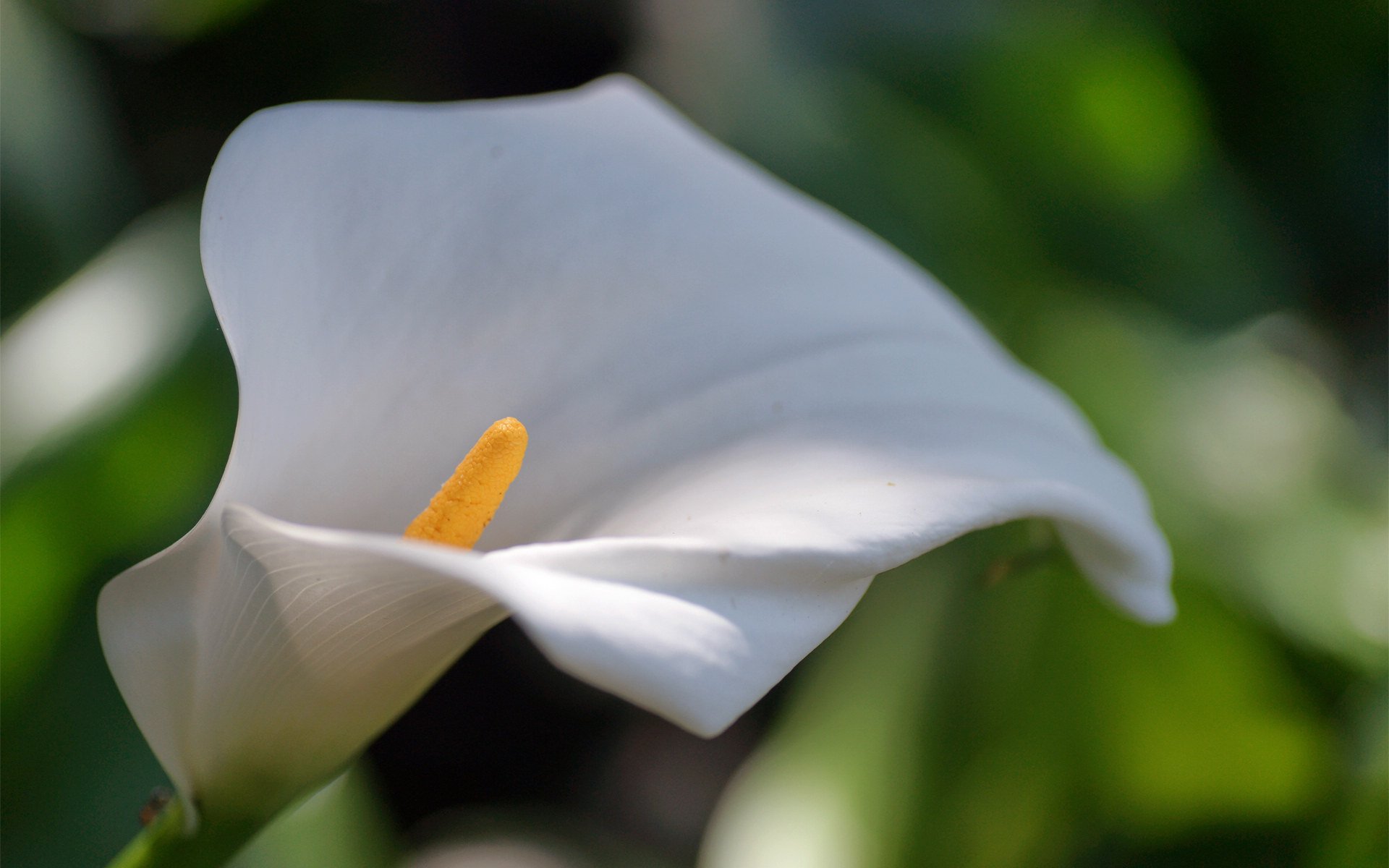 小清新,清新淡雅,花卉,2月6日,儿童桌面专用