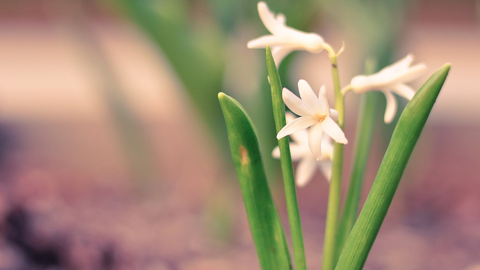 小清新,清新淡雅,花卉,2月28日,儿童桌面专用
