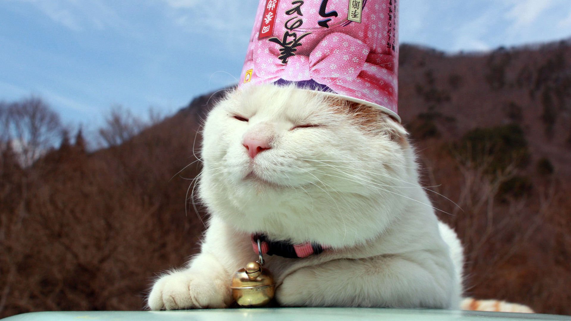 萌宠,喵星人,猫,可爱,卖萌,搞笑图,儿童桌面专用