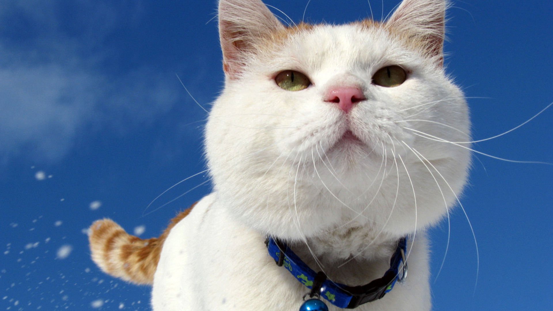 萌宠,喵星人,猫,可爱,卖萌,儿童桌面专用