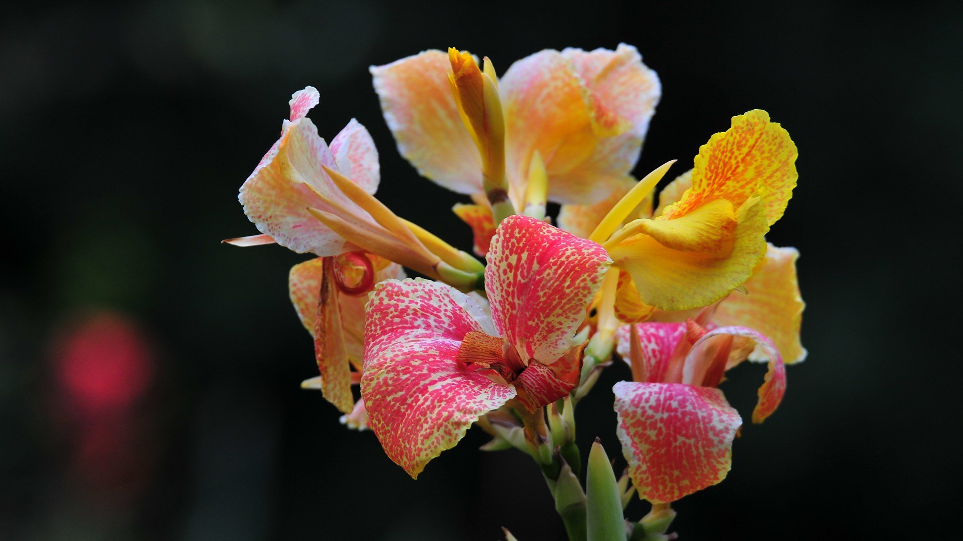 小清新,娇艳欲滴,花卉,2月4日,儿童桌面专用