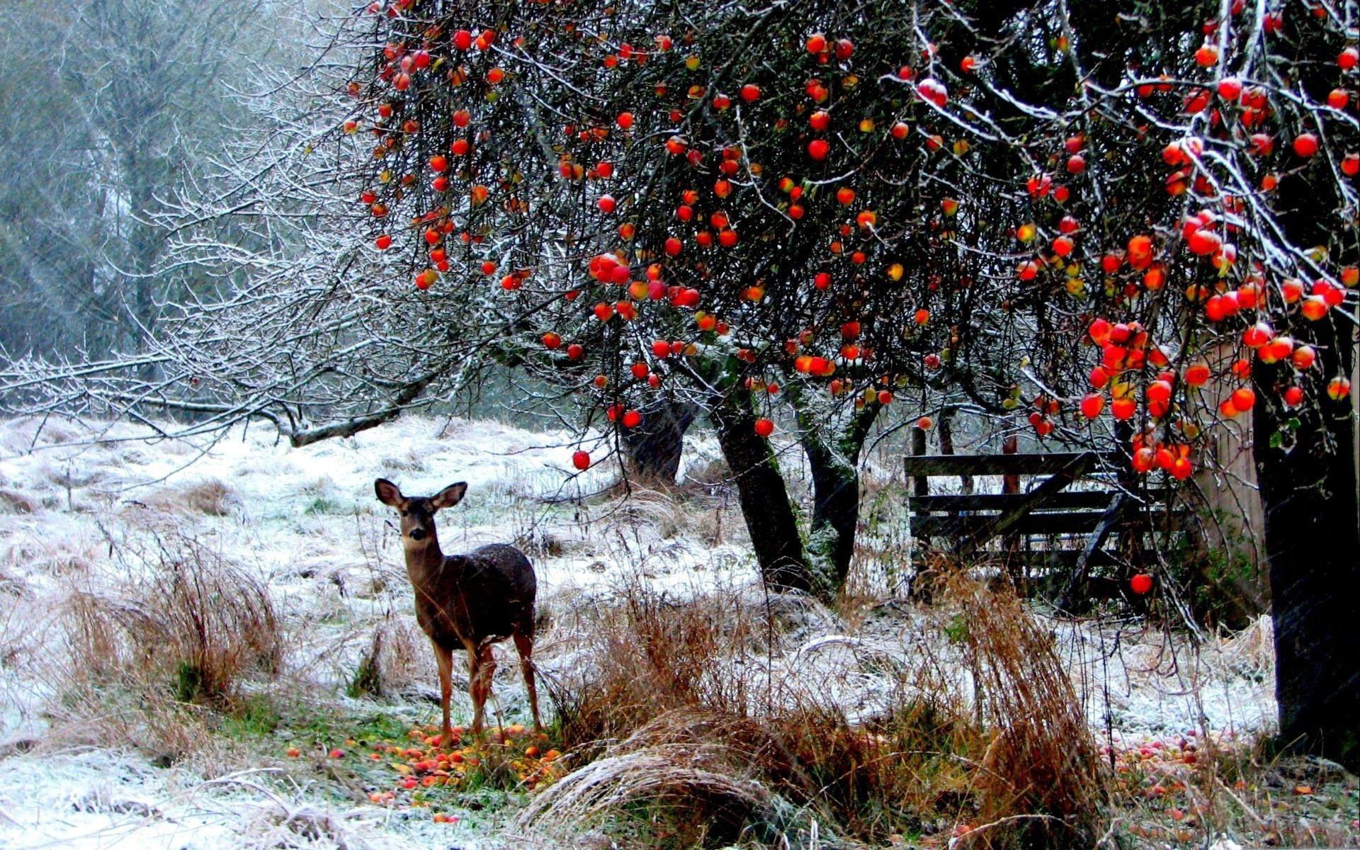 萌宠,野生动物,鹿,儿童桌面专用