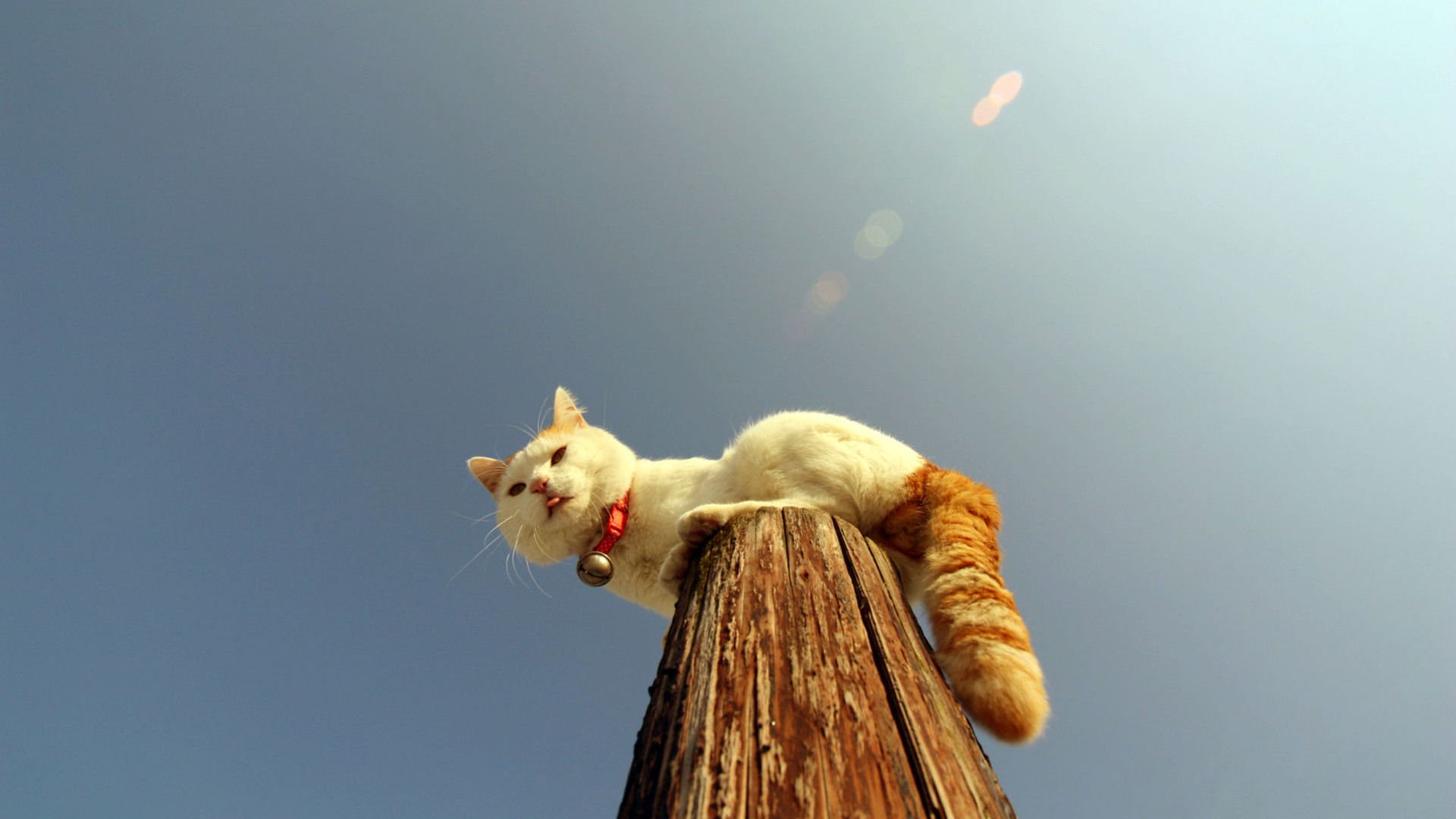 萌宠,喵星人,猫,可爱,儿童桌面专用