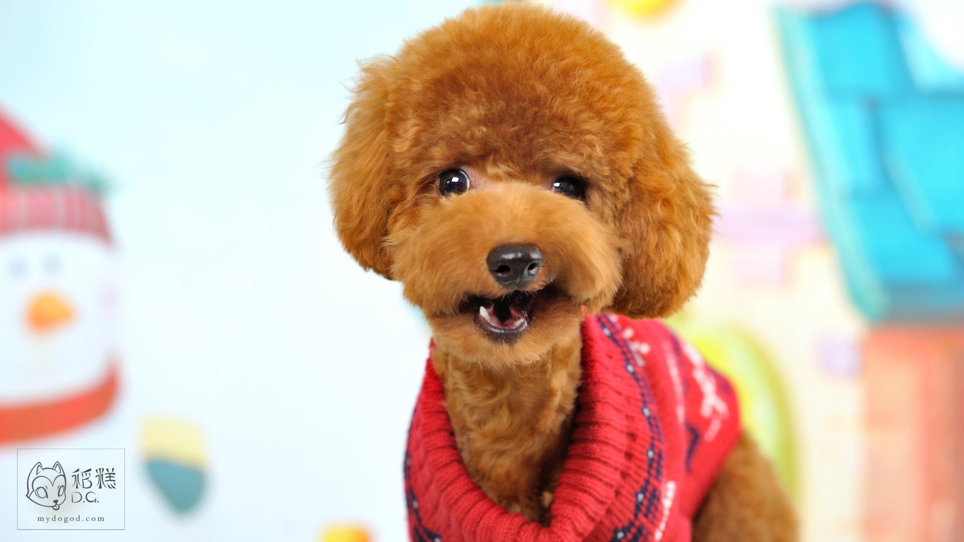 稻糕DG宠物影像,稻糕宠物,稻糕摄影,萌宠,汪星人,狗,卖萌,可爱,儿童桌面专用