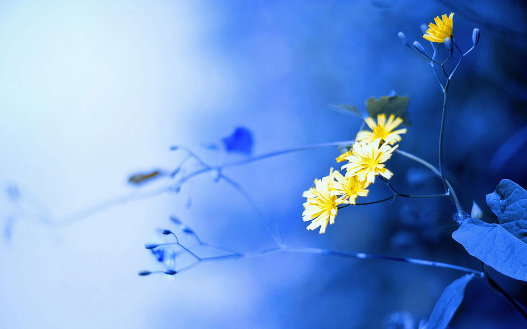 小清新,清新淡雅,花卉,2月1日,儿童桌面专用