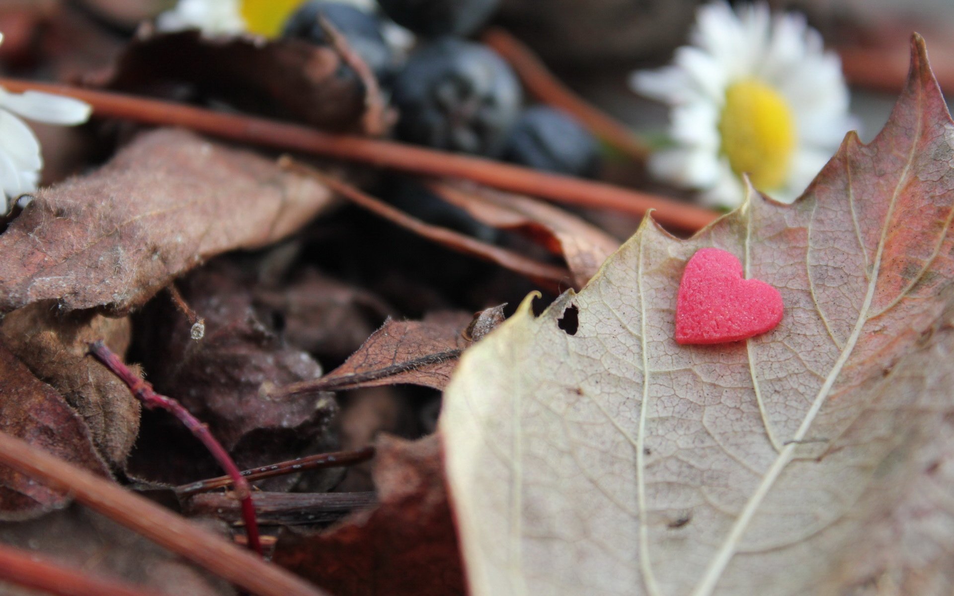 小清新,静物写真,浪漫,2月22日,儿童桌面专用