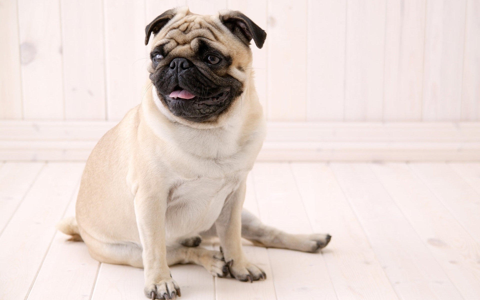 萌宠,汪星人,八哥,卖萌,搞笑图,可爱,古灵精怪,儿童桌面专用