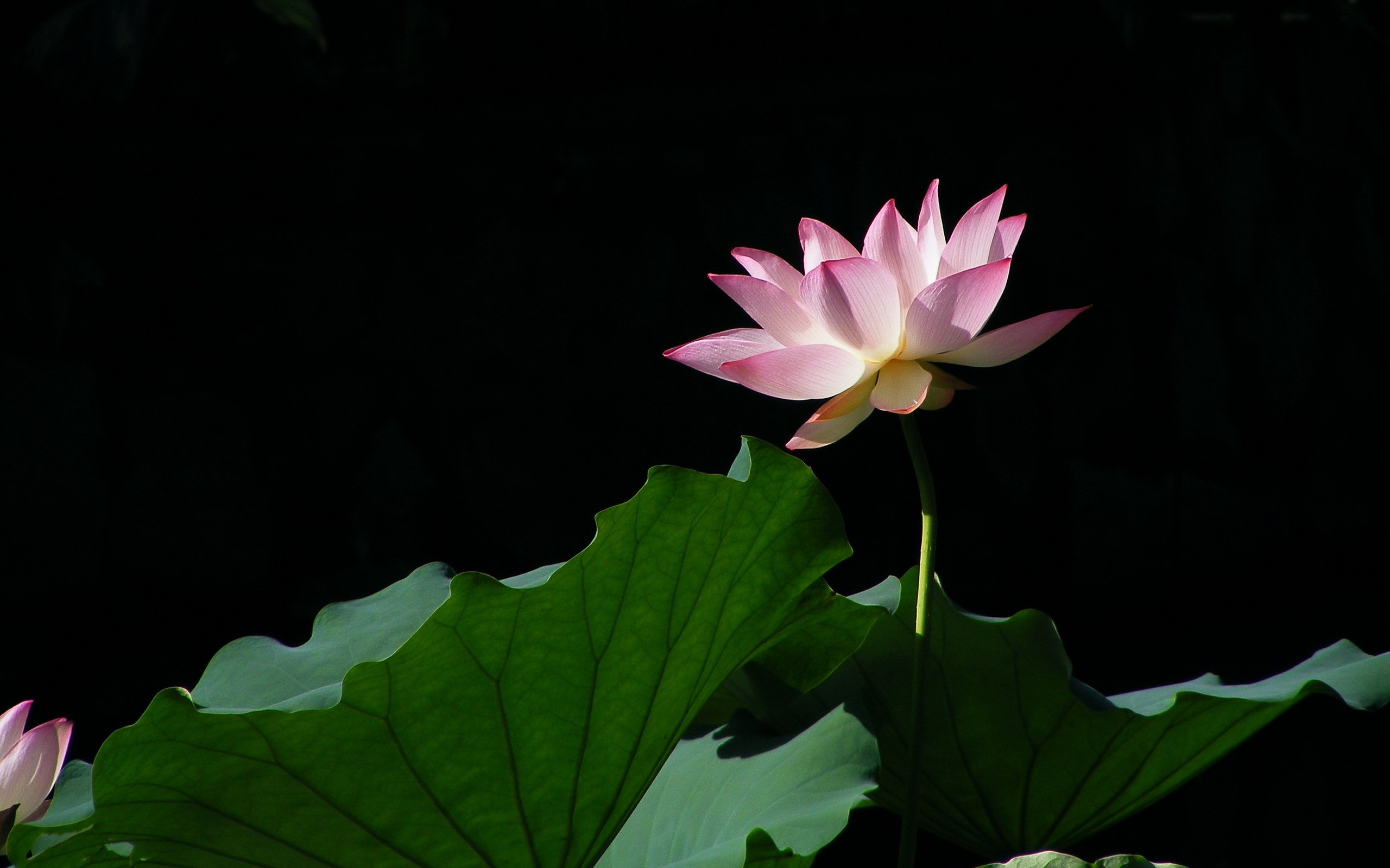 小清新,清新淡雅,荷花,1月31日,儿童桌面专用