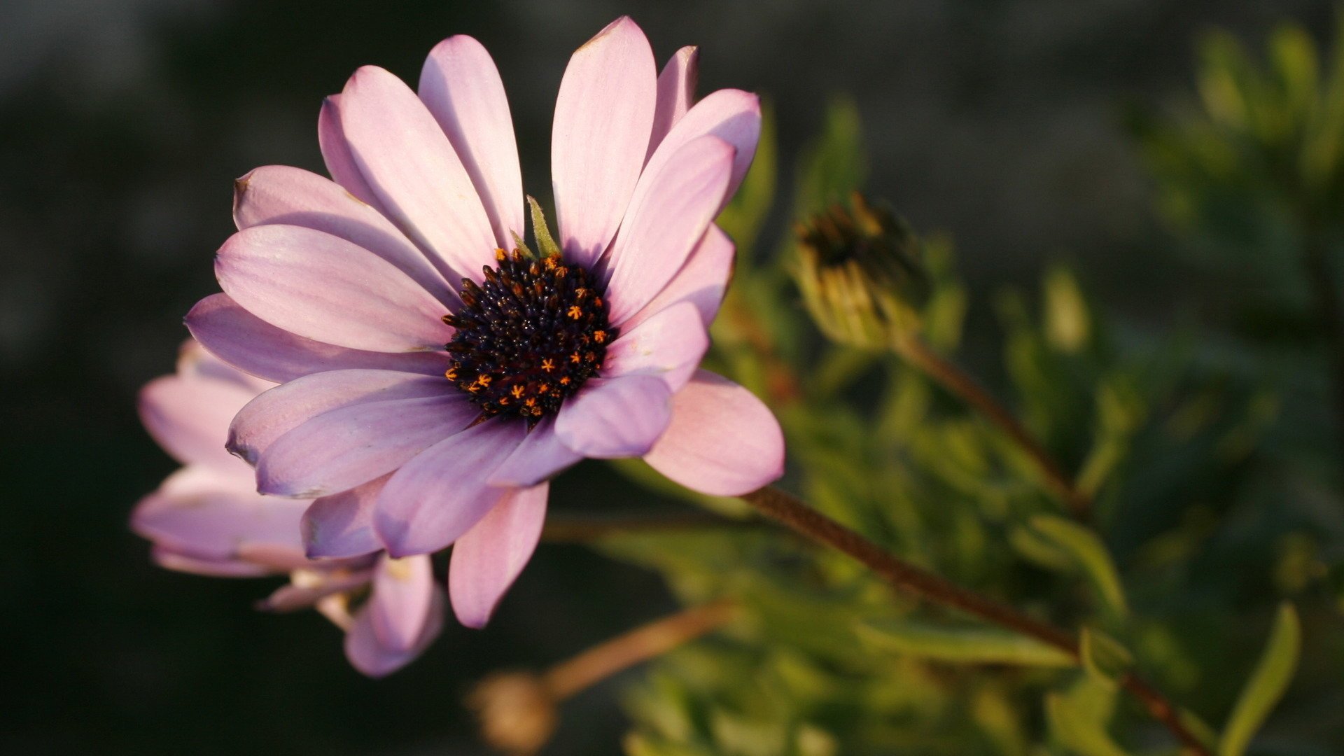 小清新,鸟语花香,花卉,1月31日,儿童桌面专用