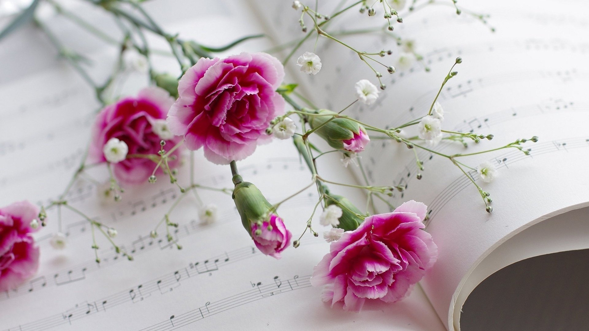 小清新,静物写真,书,花卉,2月5日,儿童桌面专用