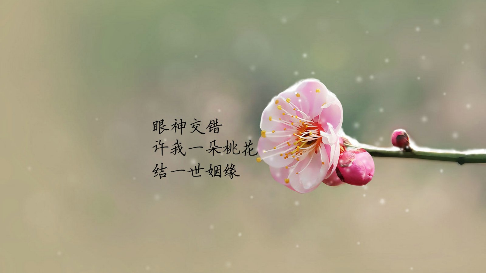 爱情美图,唯美温馨,桃花姻缘