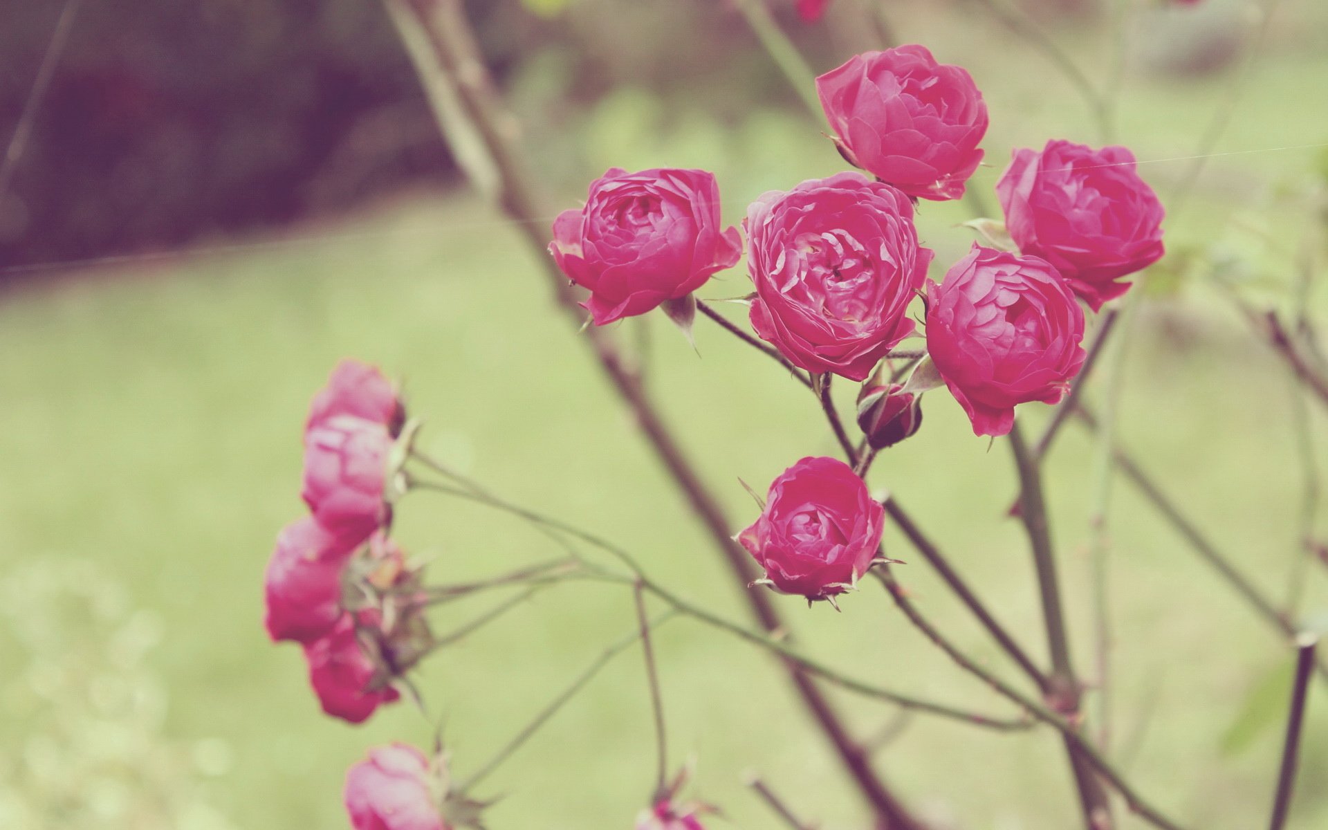 小清新,鸟语花香,花卉,2月22日,儿童桌面专用