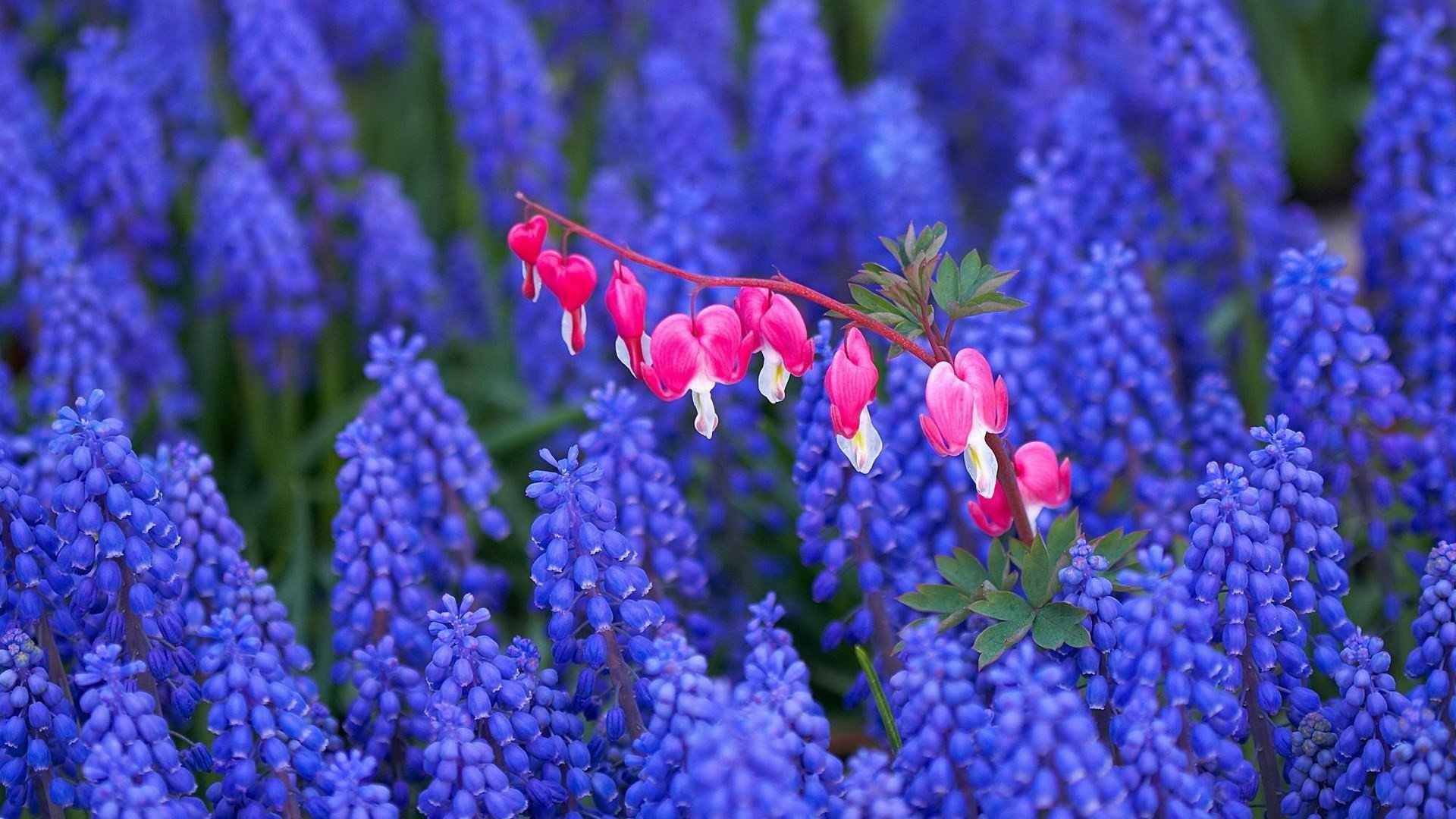 小清新,娇艳欲滴,花卉,2月21日,儿童桌面专用