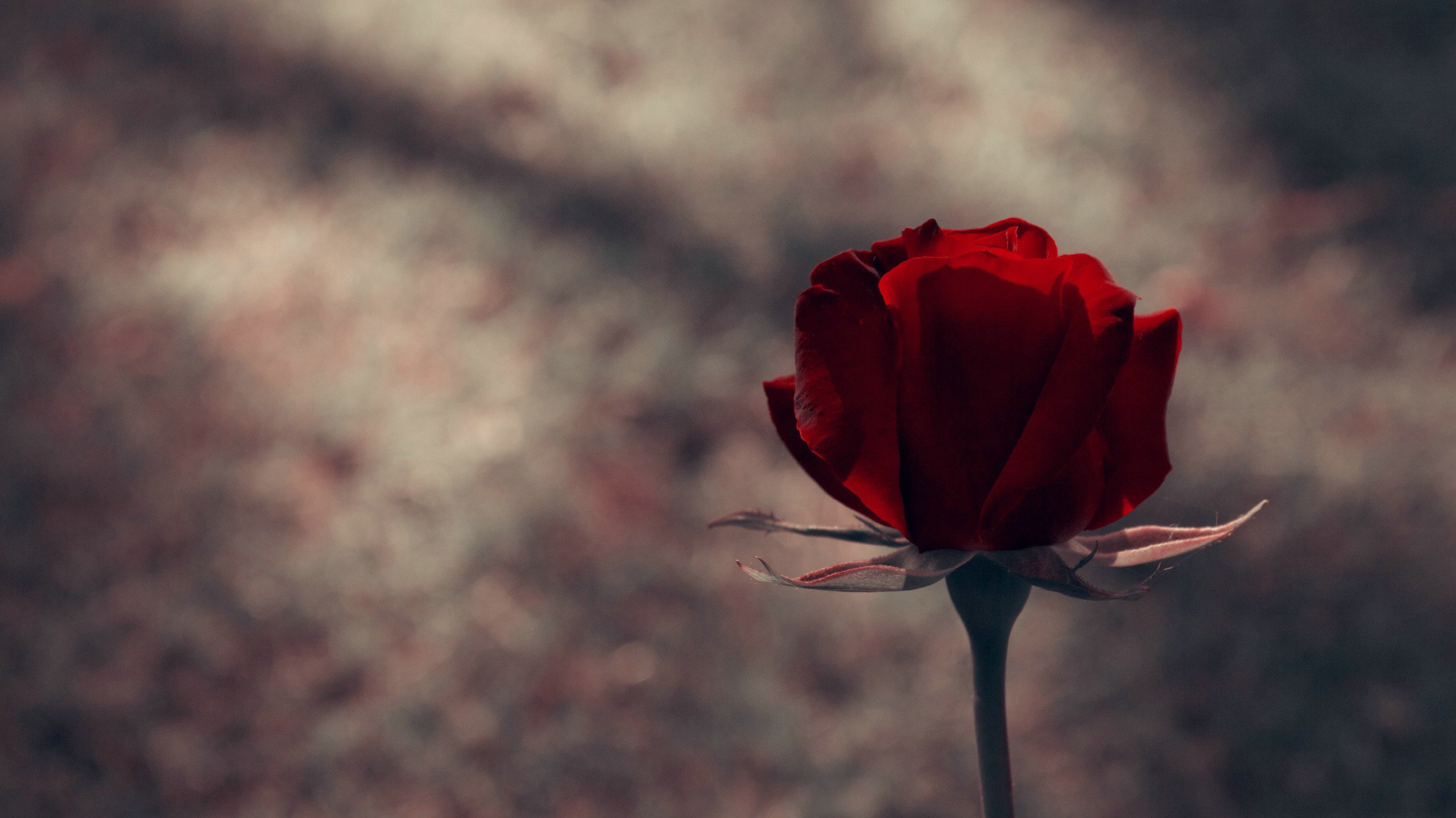 爱情美图,唯美温馨,玫瑰,浪漫