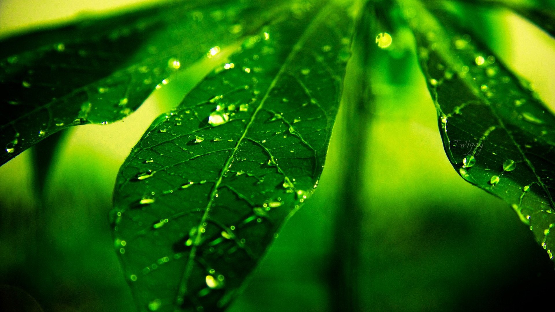 小清新,护眼壁纸,绿色,2月5日,儿童桌面专用