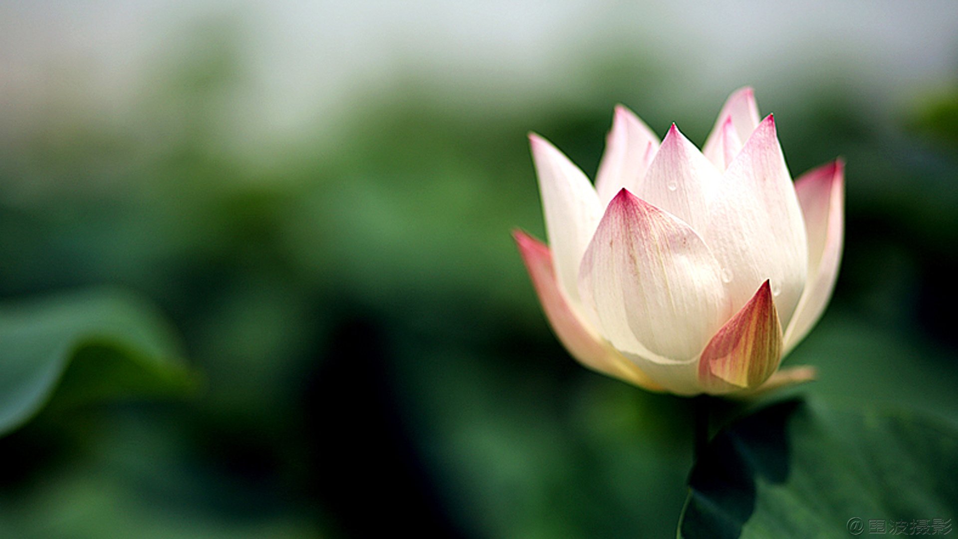 小清新,清新淡雅,花卉,荷花,围波摄影,荷塘月色,2月20日,儿童桌面专用