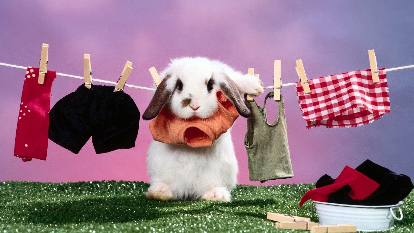 萌宠,古灵精怪,兔子,可爱,憨态百出,搞笑图,儿童桌面专用