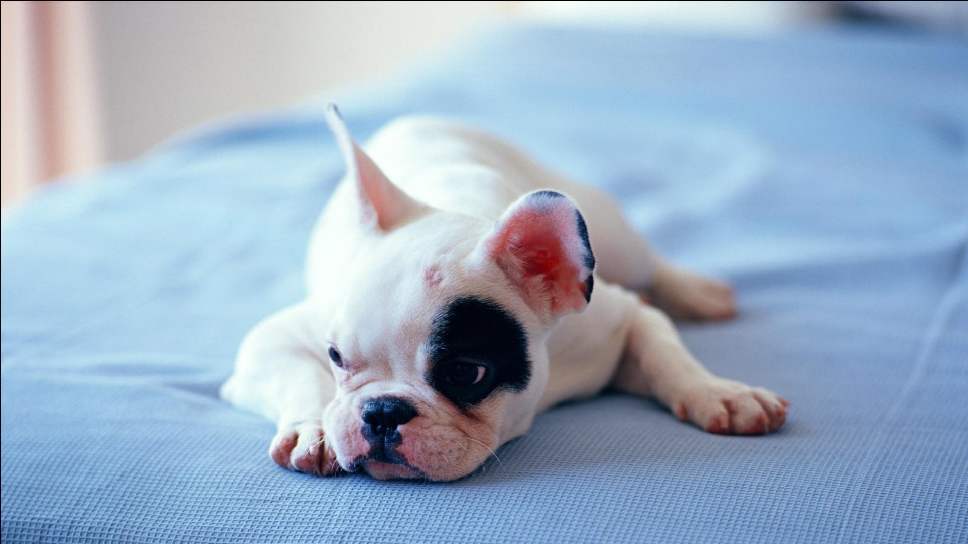 萌宠,汪星人,搞笑图,可爱,卖萌,狗,儿童桌面专用