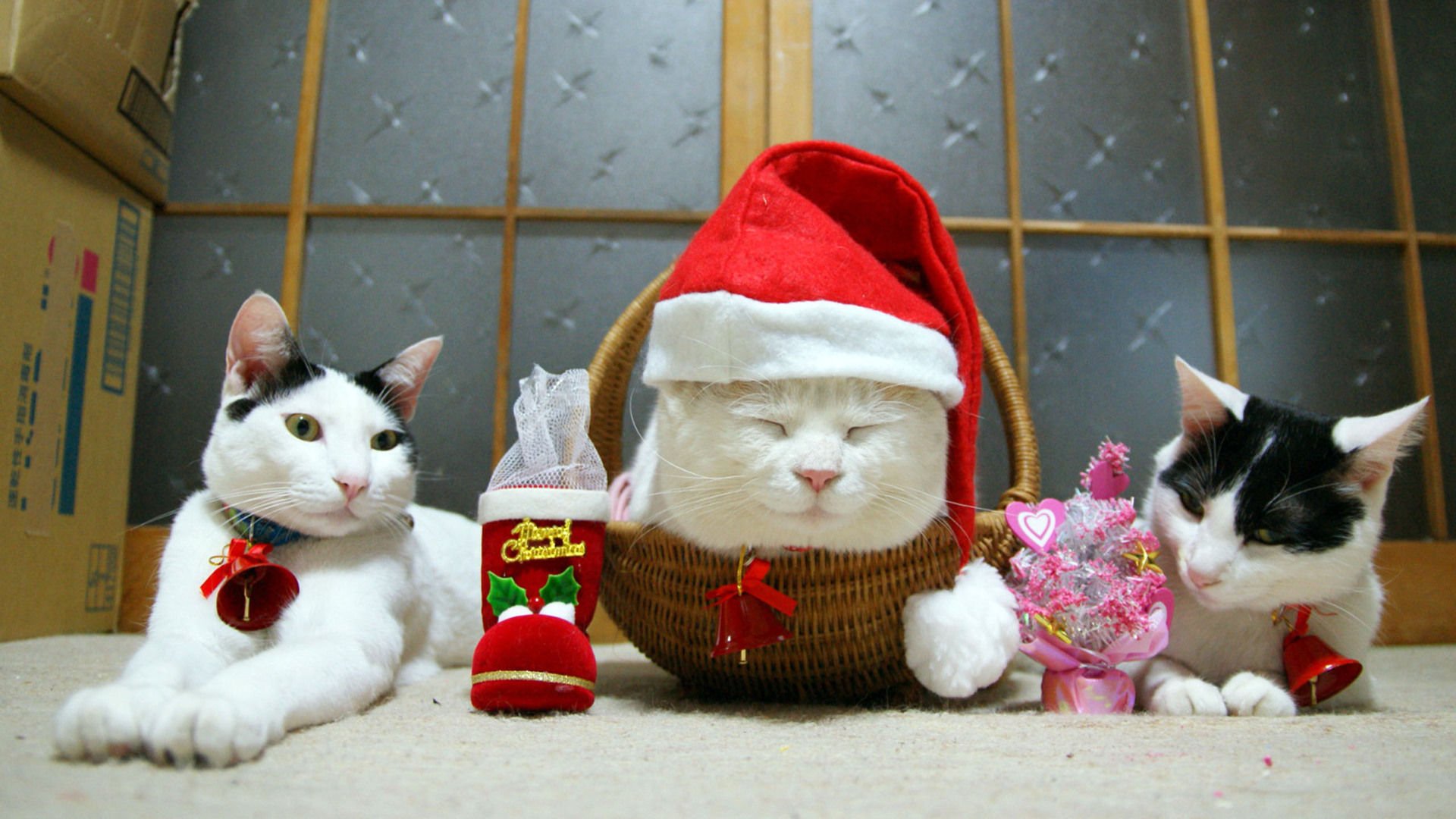 萌宠,喵星人,猫,可爱,卖萌,儿童桌面专用