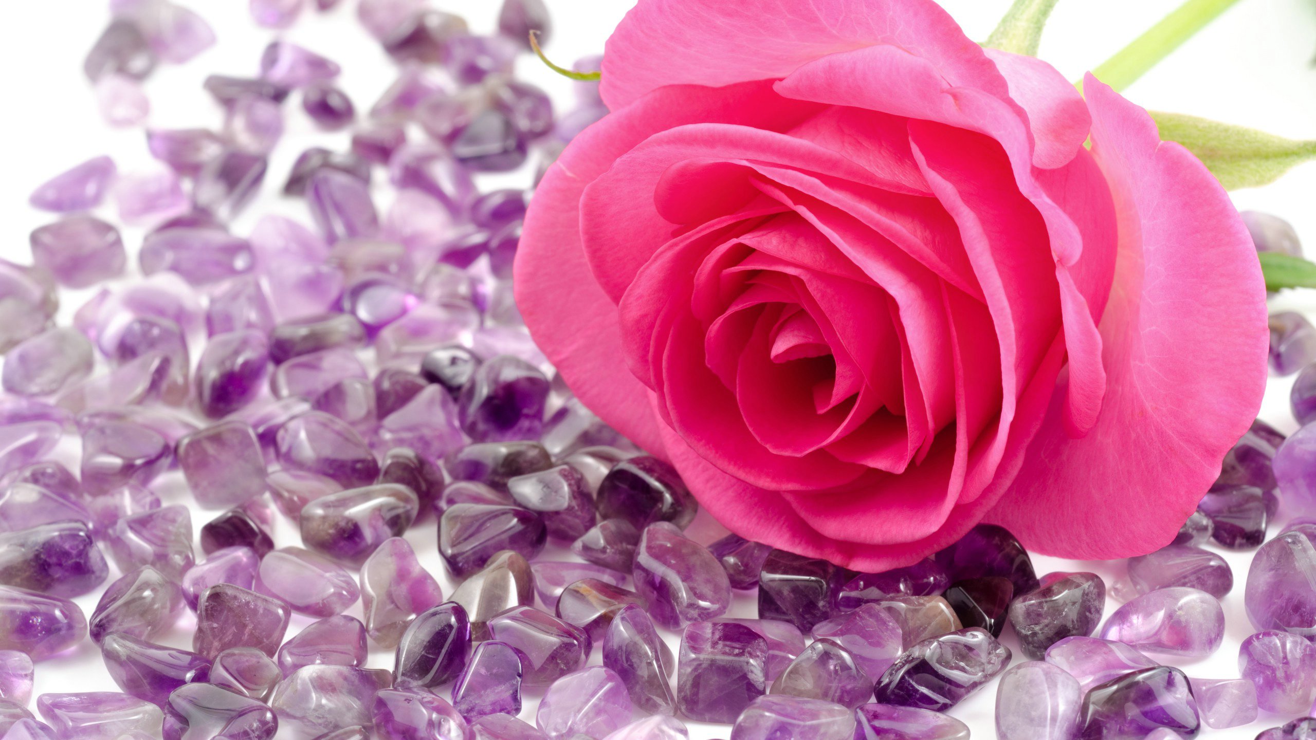 爱情美图,唯美温馨,玫瑰