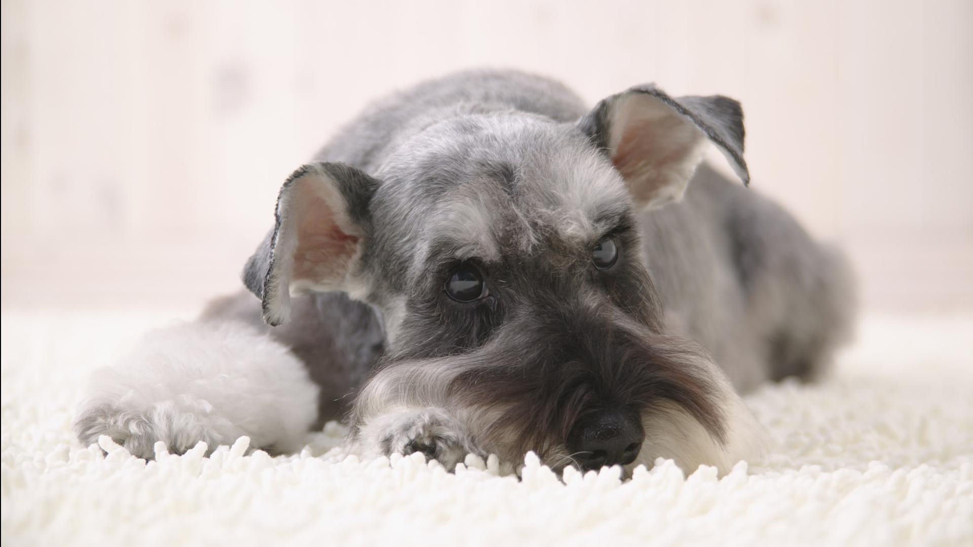 萌宠,汪星人,狗,卖萌,可爱,宠物,儿童桌面专用