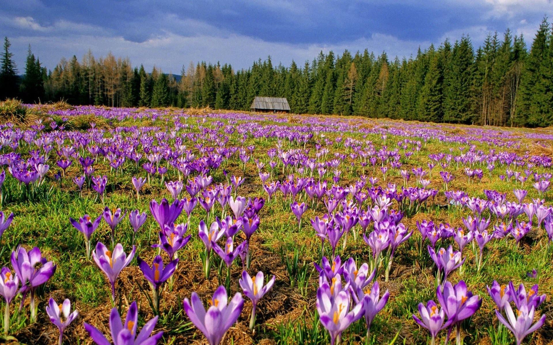 波兰,风景,风光,美景,旅游,儿童桌面专用